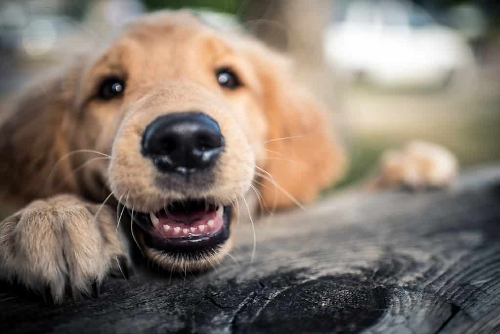 I cuccioli di golden retriever cresceranno 28 denti da latte