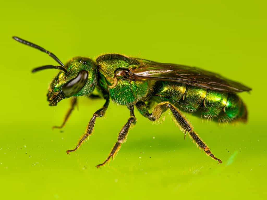 Un'ape di sudore verde puro (Augochlora pura) su un tavolo di vetro verde.