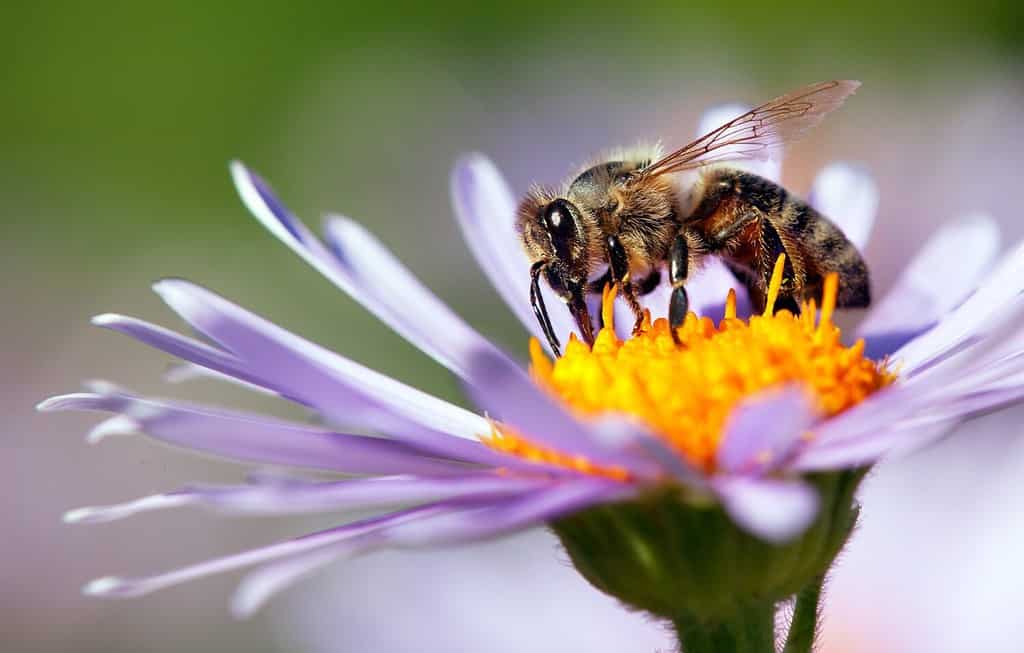 dettaglio dell'ape in latino Apis Mellifera, ape europea o occidentale seduta sul fiore viola o blu