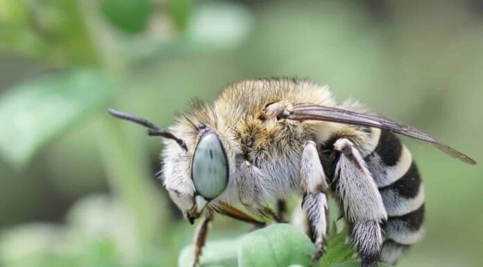 Scopri 6 api trovate in Texas: classificate dalla puntura più dolorosa
