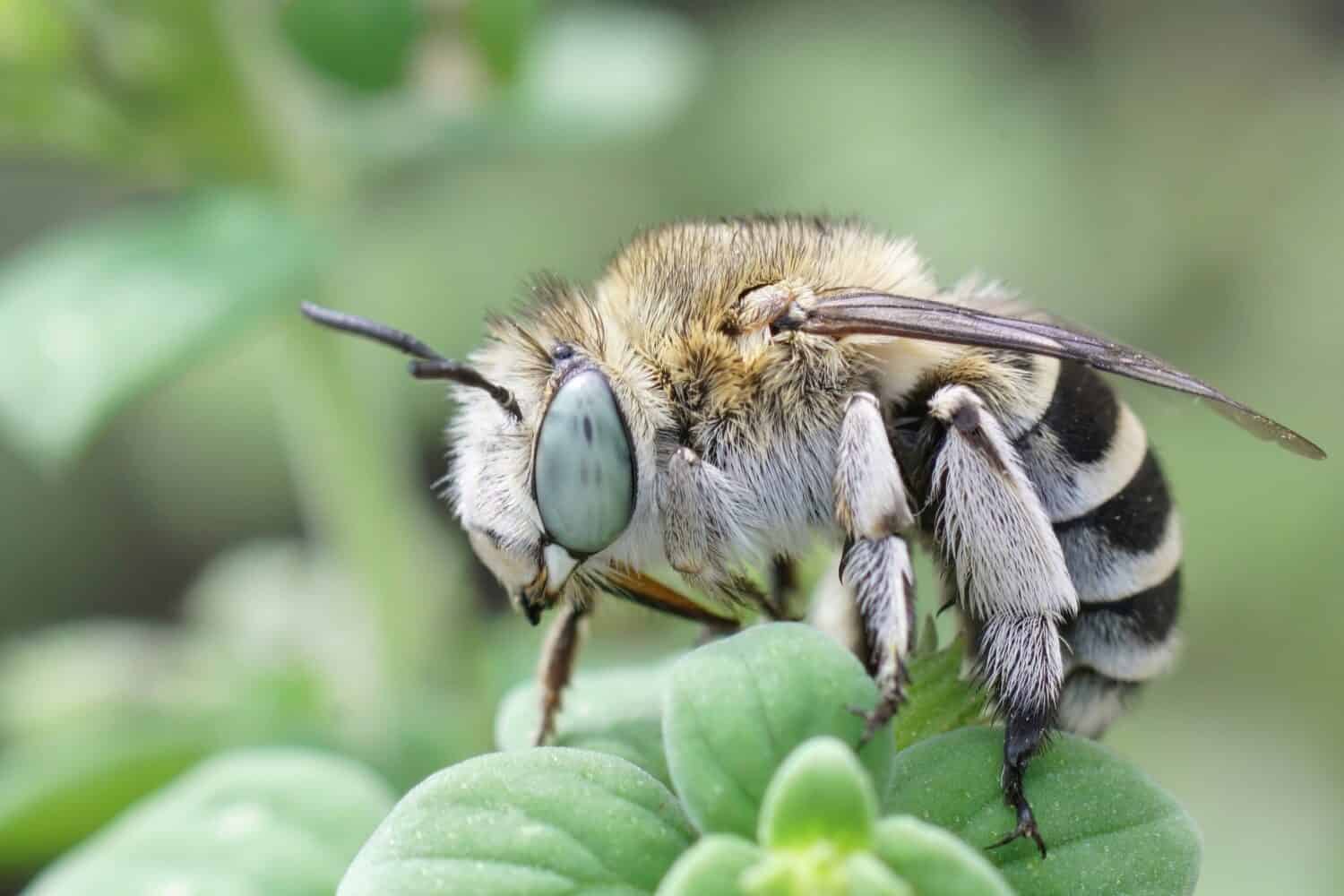 Primo piano su un'ape scavatrice fasciata dalle guance bianche dagli occhi grandi, Amegilla albigena seduta sopra una foglia verde