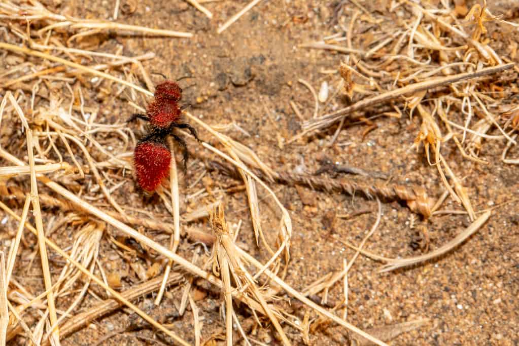 Femmina di formica di velluto rosso senza ali su paglia.