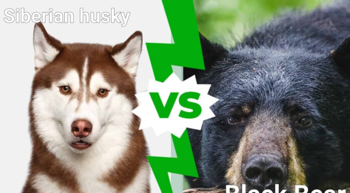 Husky contro orso: quale animale vincerebbe un combattimento?
