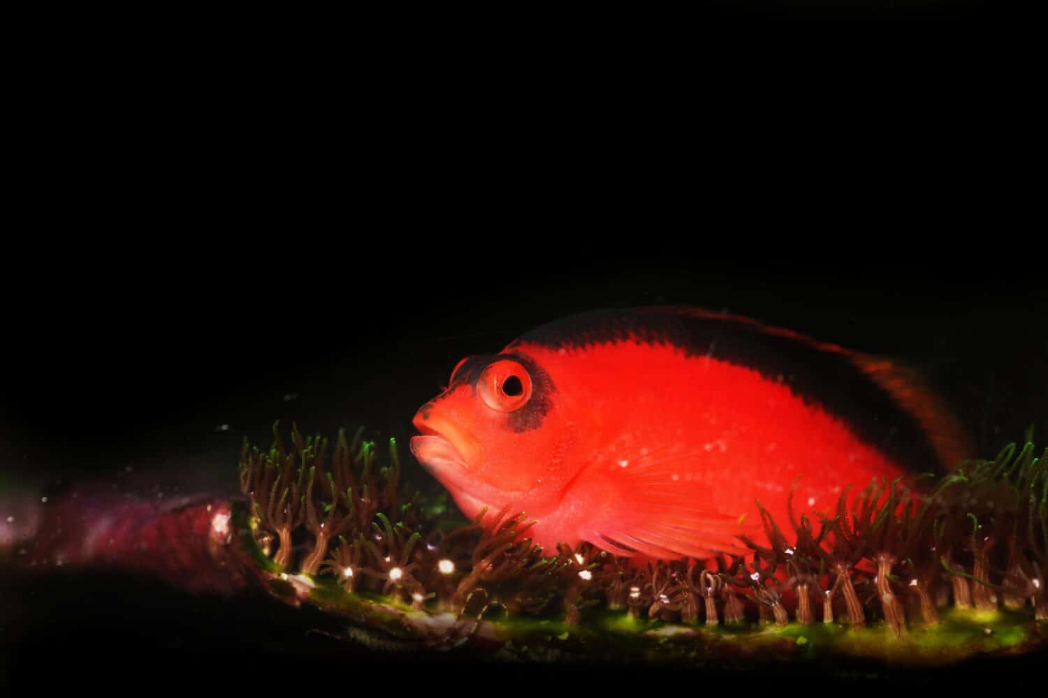 flame hawkfish (Neocirrhites armatus) dalla barriera corallina del Pacifico