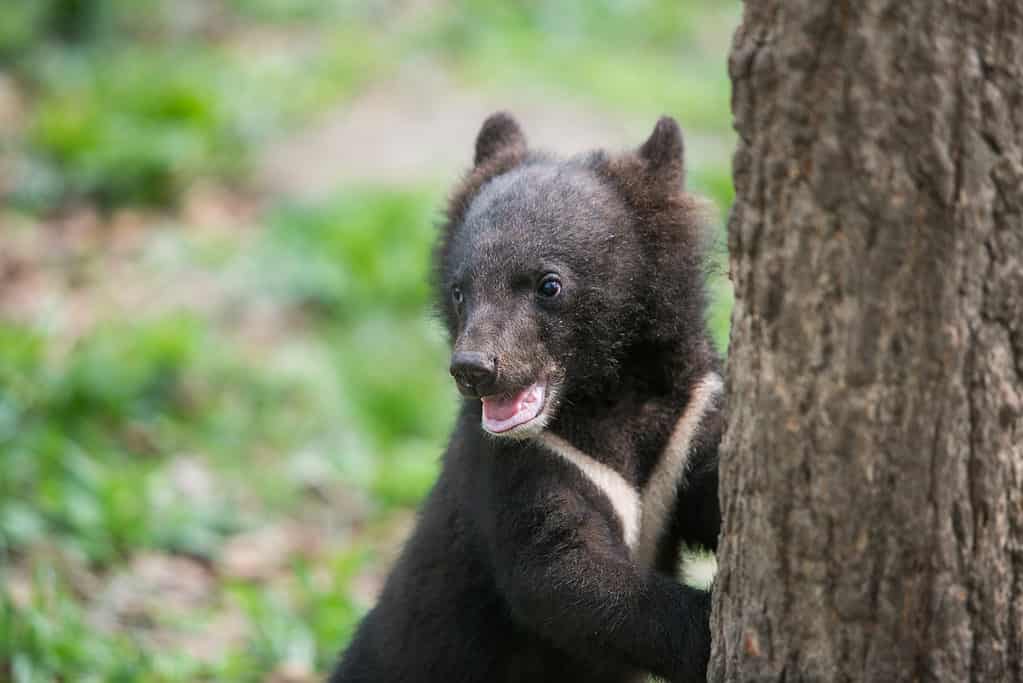Cucciolo di orso nero asiatico