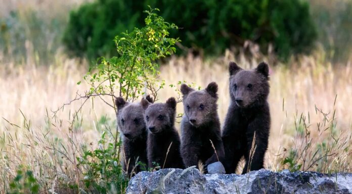 Come si chiama un gruppo di orsi?
