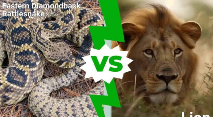 Battaglie epiche: il serpente a sonagli più velenoso del mondo può abbattere un leone?

