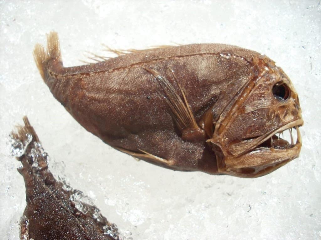 Fangtooth (Anoplogaster cornuta) - Rana pescatrice dall'aspetto spaventoso