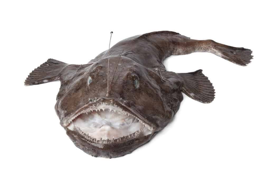 L'animale più brutto - Rana pescatrice - rana pescatrice dall'aspetto spaventoso