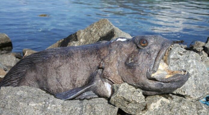 5 tipi di rana pescatrice dall'aspetto spaventoso
