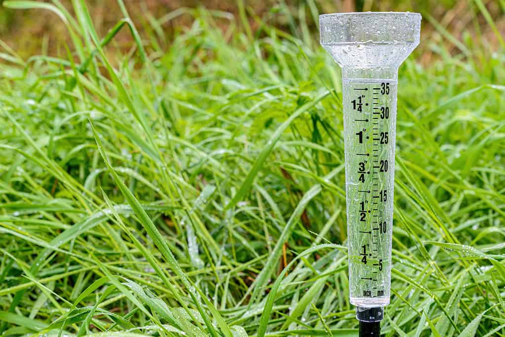 Un pluviometro in plastica quasi pieno nell'erba bagnata.  Il calibro ha segni in pollici e millimetri ed è bagnato con molte gocce d'acqua.