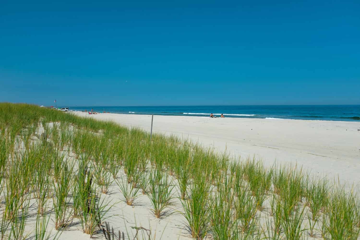 Beachgrass americano appena piantato nelle dune di sabbia dell'Island Beach State Park, New Jersey, con l'Oceano Atlantico sullo sfondo in una calda giornata estiva
