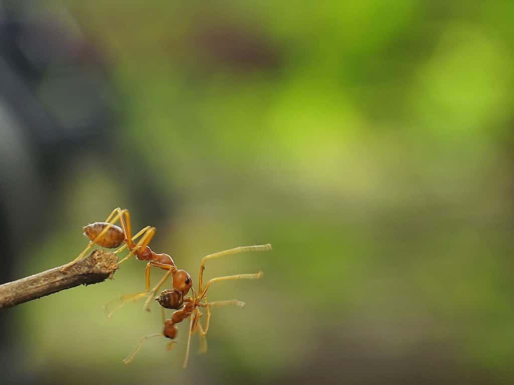 Formica tessitrice che aiuta un compagno di squadra formica ferito