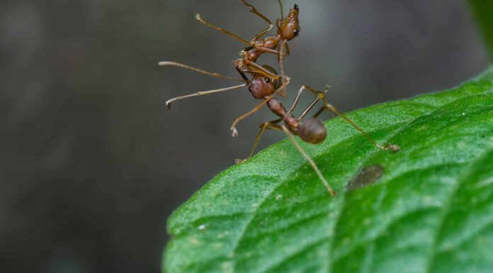 Scopri perché le formiche portano via i loro morti
