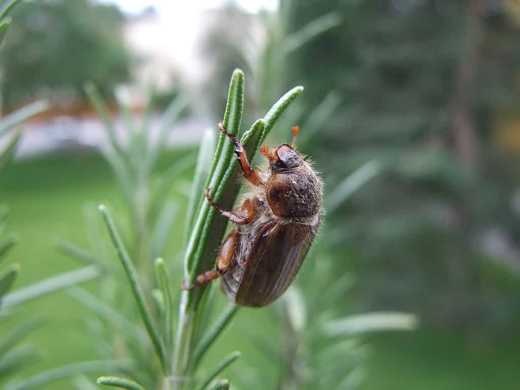 Lo scarabeo europeo è tipicamente attivo durante i mesi estivi dell'Indiana