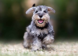 Gli Schnauzer sono ipoallergenici?
