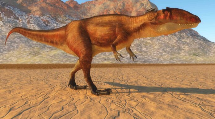 Incontra il Micropachycephalosaurus, il dinosauro con il nome più lungo
