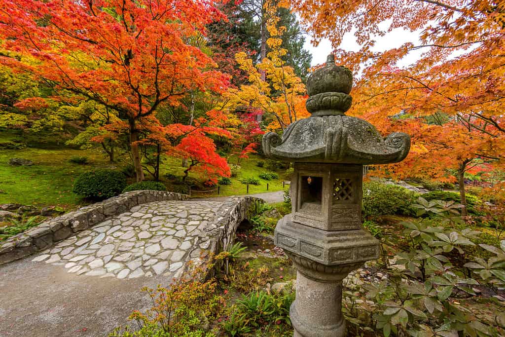 Giardino giapponese di Seattle, foglie d'autunno