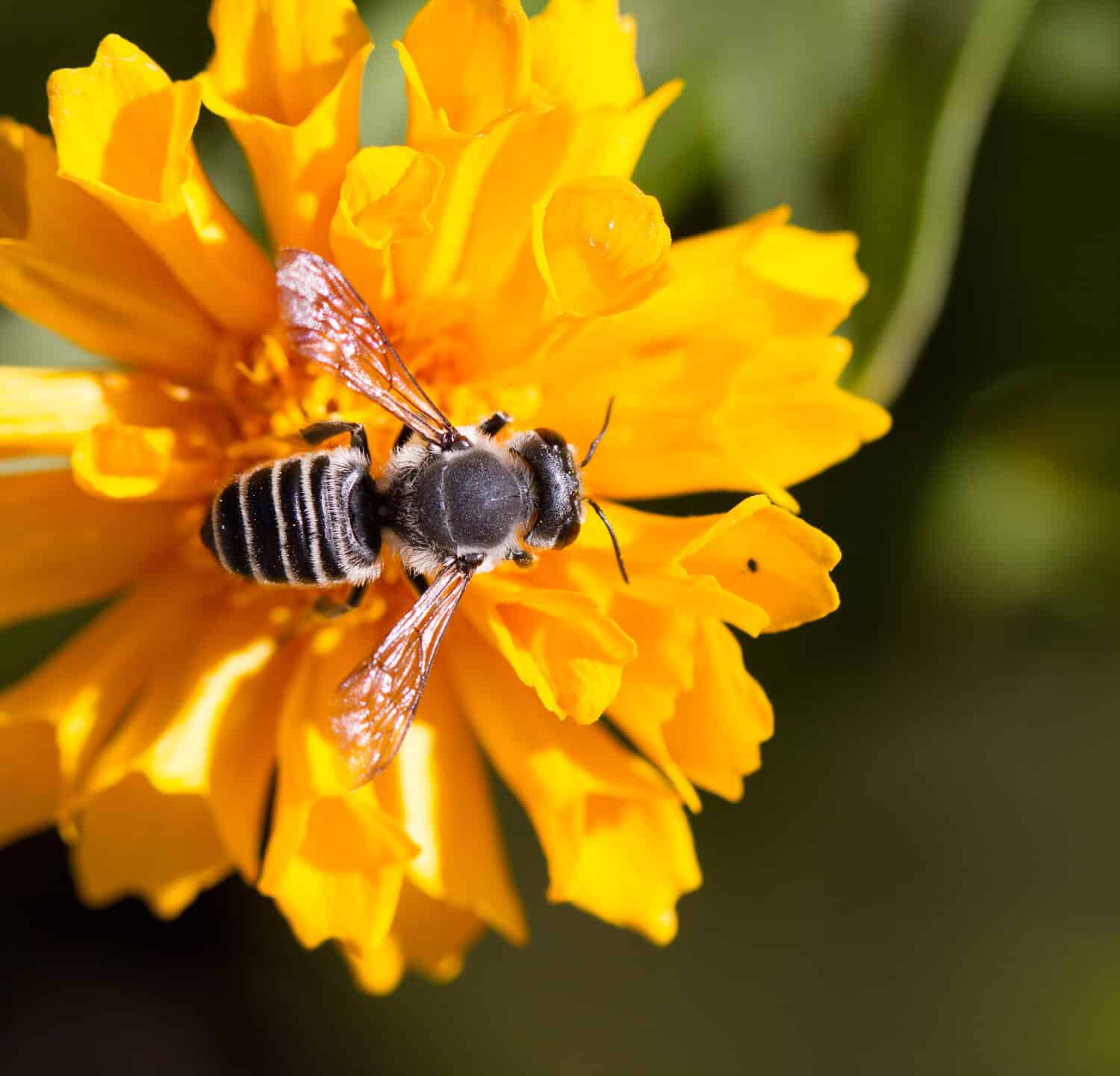 Stuccatore Bee sul fiore giallo Coreopis