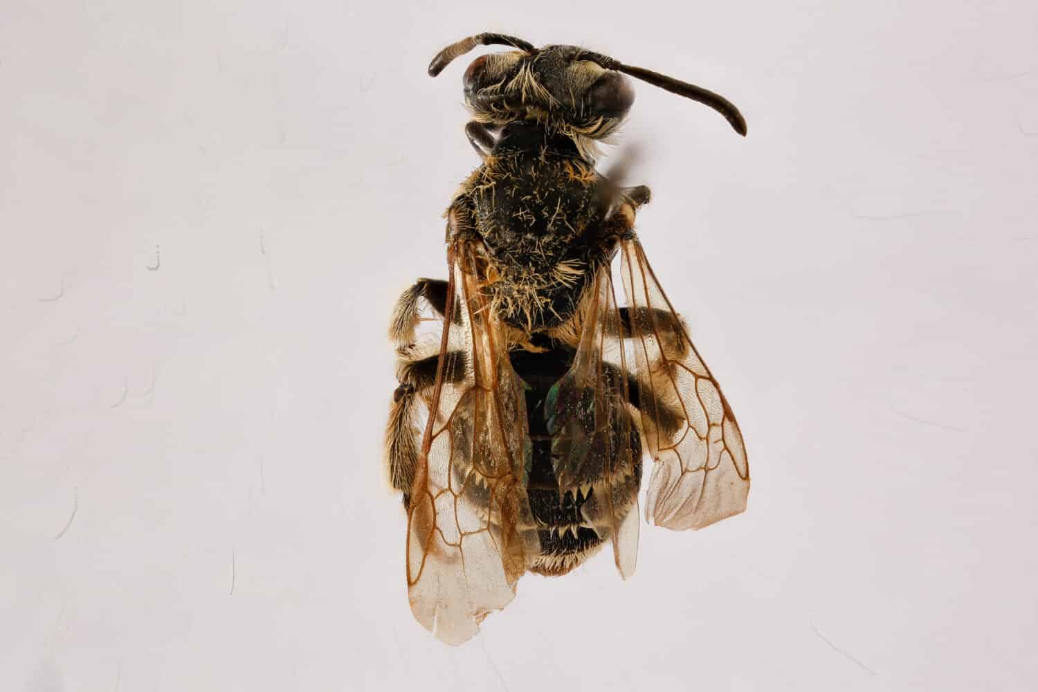 Andrena Nasonii, macroesemplare di ape, insetto volante, lato fronte retro
