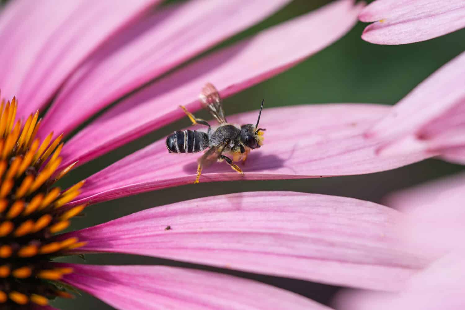 Combattente ape tagliafoglie sui fiori di Echinacea