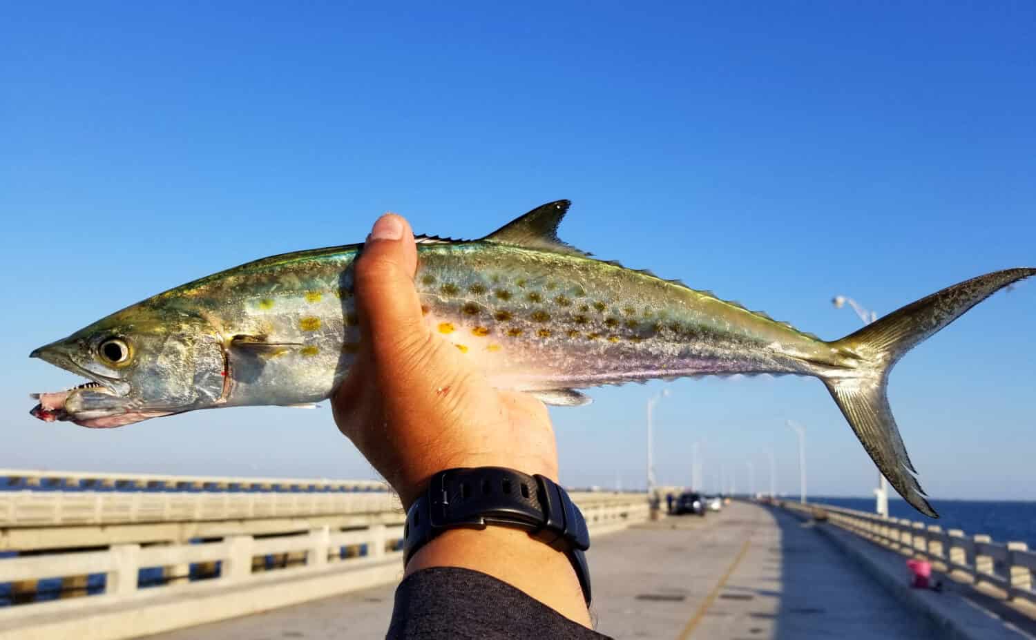 Tenendo uno sgombro spagnolo appena pescato allo Skyway Fishing Pier, San Pietroburgo, Florida, Stati Uniti