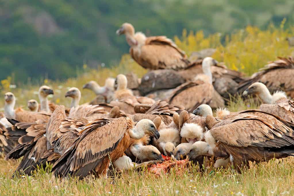 Un gruppo di avvoltoi che si nutrono