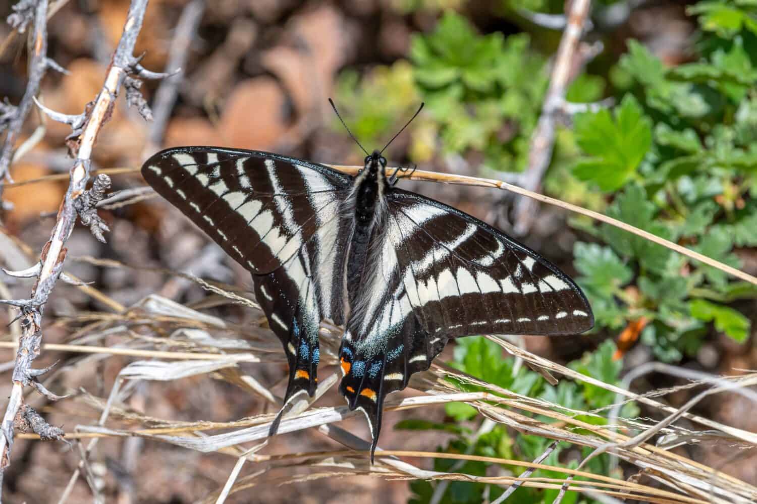 Una bella coda di rondine pallida che riposa sul fogliame nel deserto del Colorado.