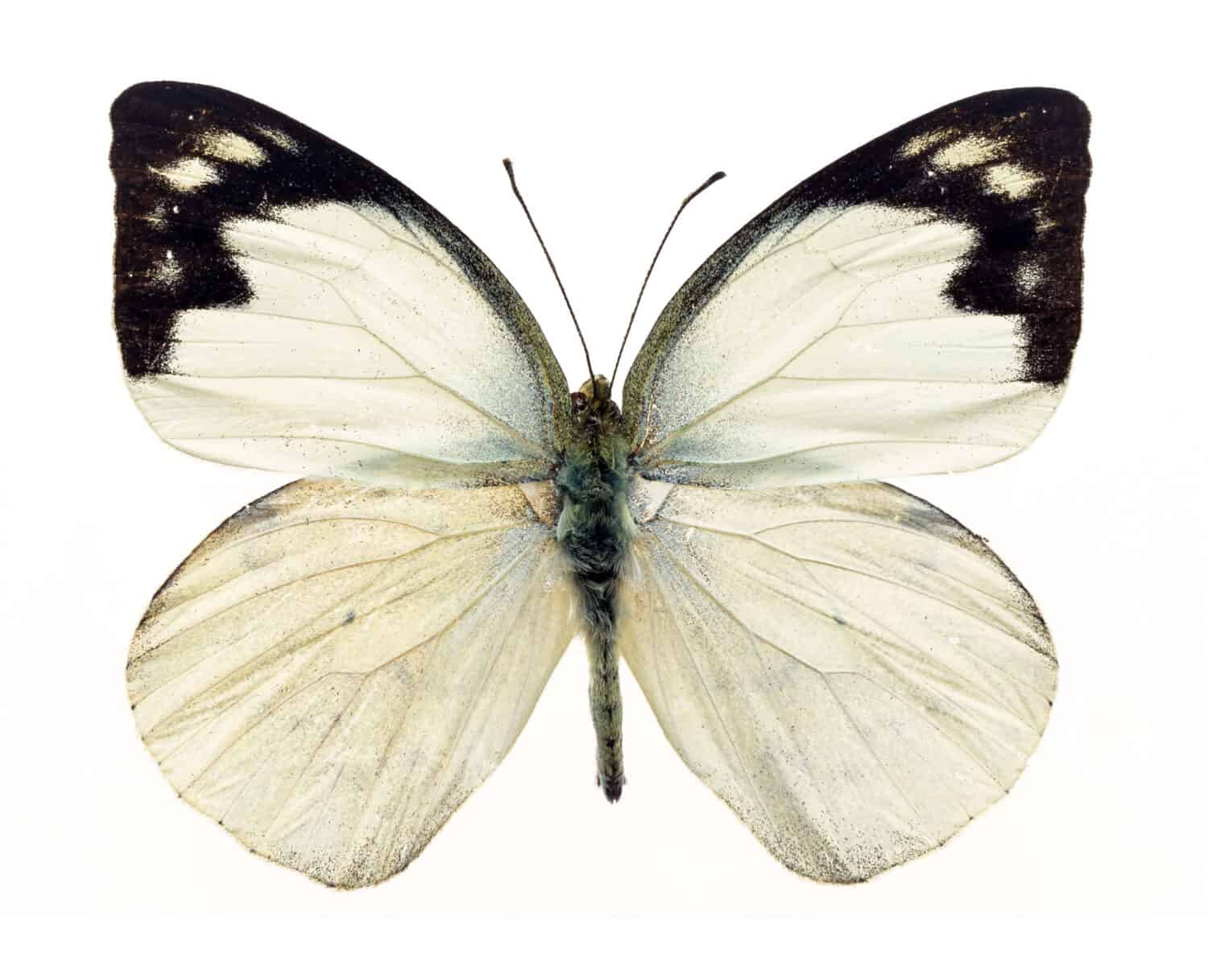 Ali bianche farfalla con segni marginali neri su sfondo bianco isolato