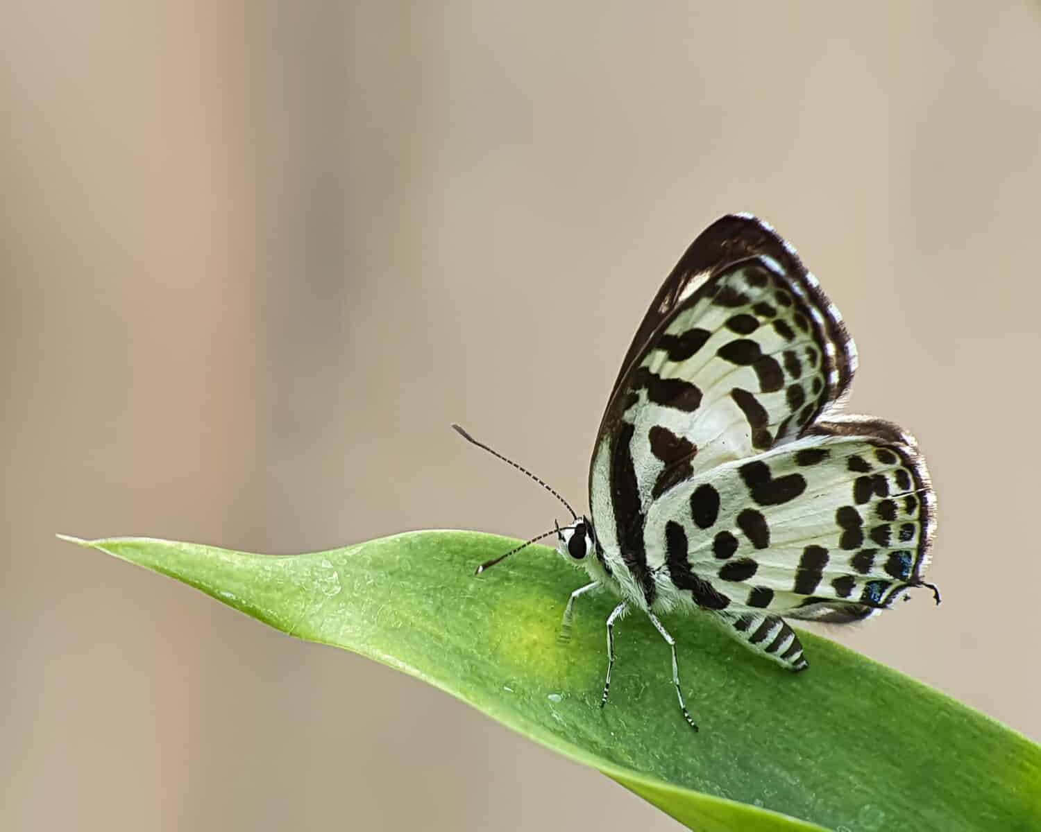Farfalla pierrot comune (Castalius rosimon catrionus) appollaiata su una foglia