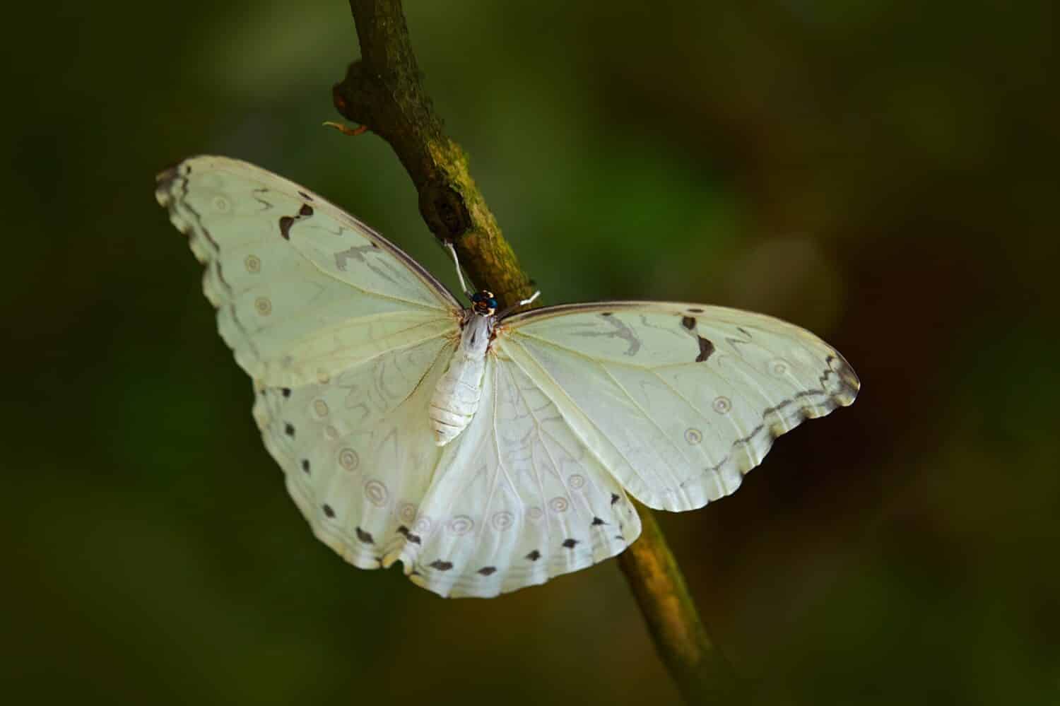 Farfalla bianca su foglie verdi nella giungla tropicale.  Morpho polyphemus, il morpho bianco, farfalla bianca del Messico e dell'America centrale.  Insetto esotico nell'habitat tropicale della natura.