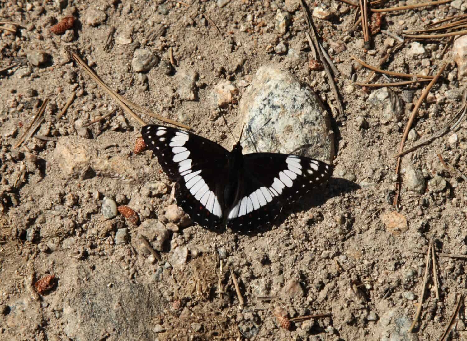 Ammiraglio di Weidemeyer (Limenitis weidemeyerii) farfalla in bianco e nero nelle montagne Beartooth, Montana
