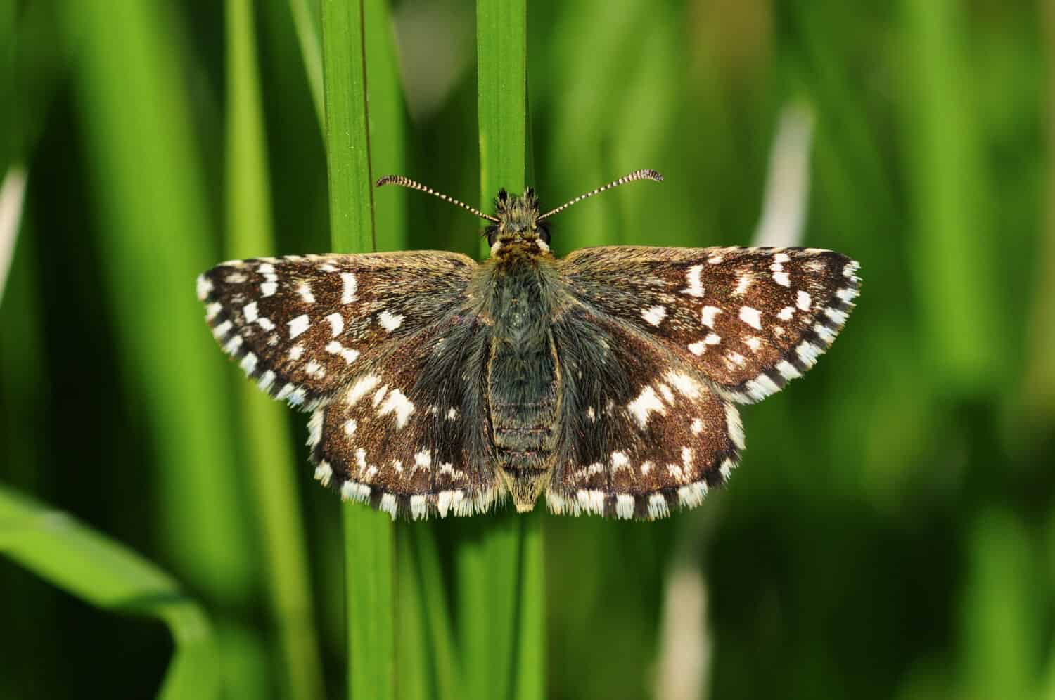 SKIPPER GRIZZATO (Pyrgus malvae)