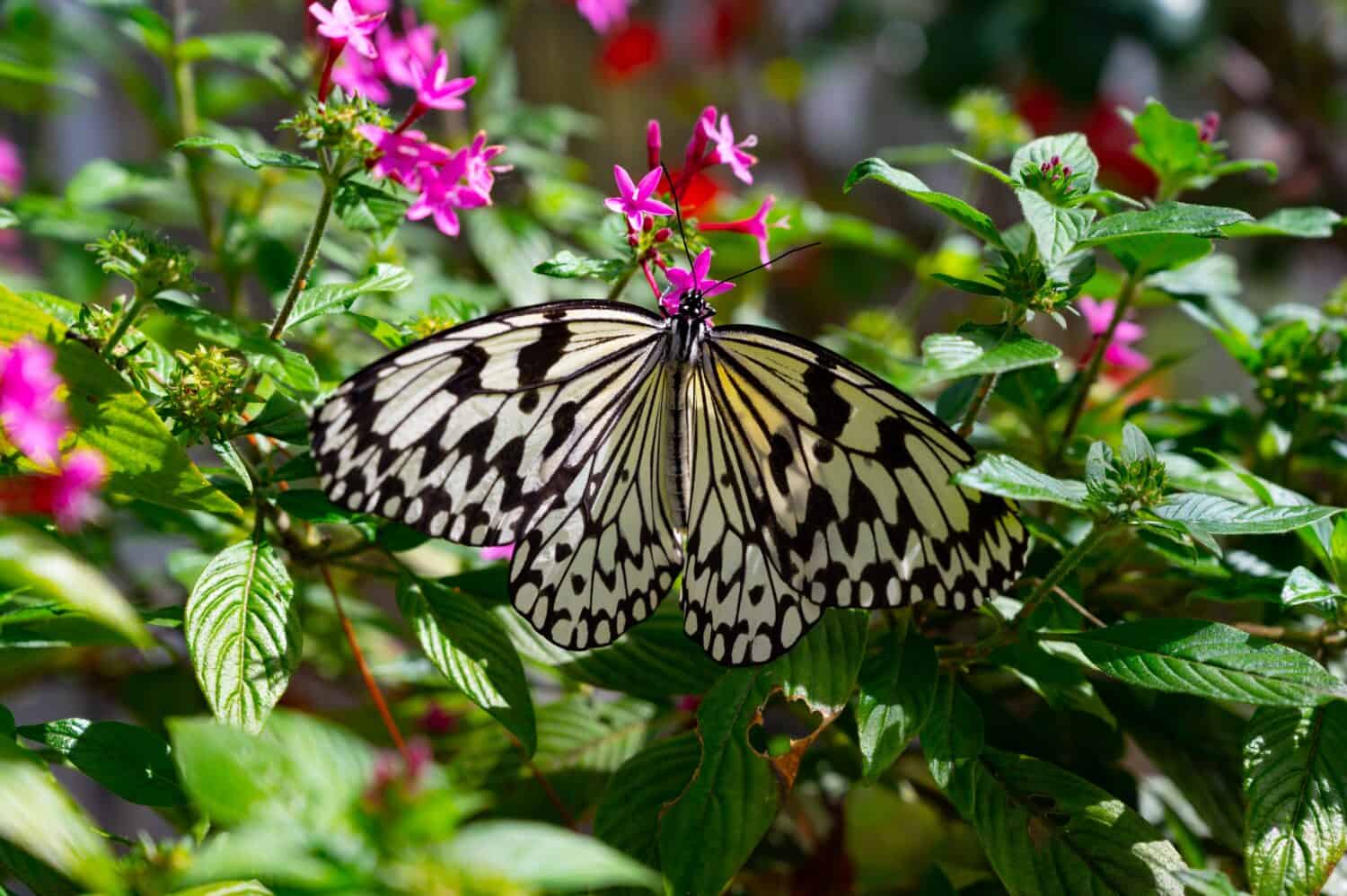 La bella farfalla Malabar Tree-Nymph siede sorseggiando da fiori rosa