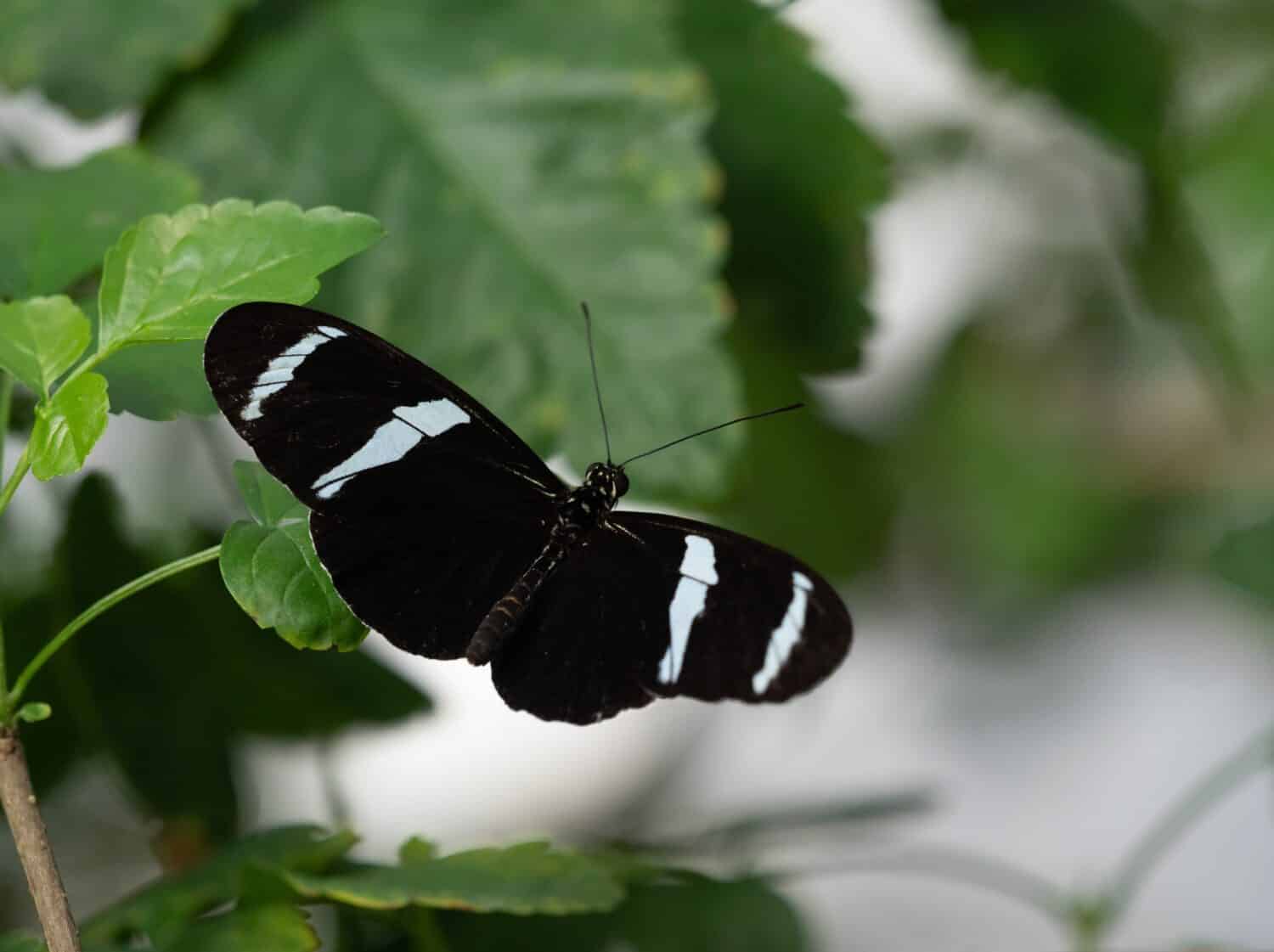 Bianco e nero Antiochus Longwing o Helioconius antiochus farfalla arroccato su una foglia verde con ali aperte.  Fotografato con una profondità di campo ridotta a Houston, Texas.