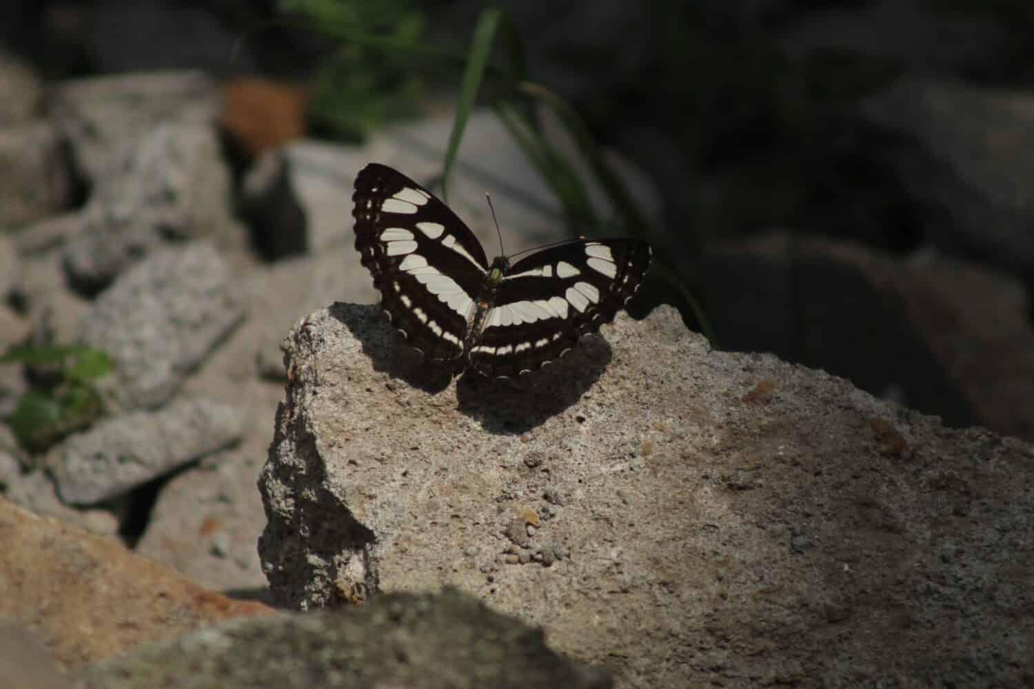 Una comune farfalla marinaio (Neptis hylas)