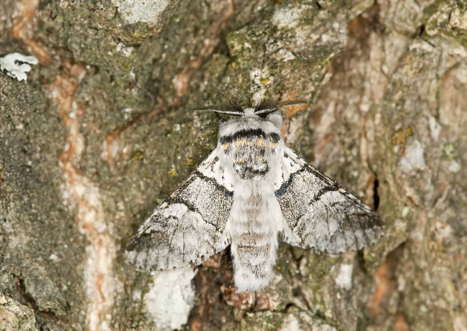 Gattino di pioppo, Furcula bifida su quercia, foto macro