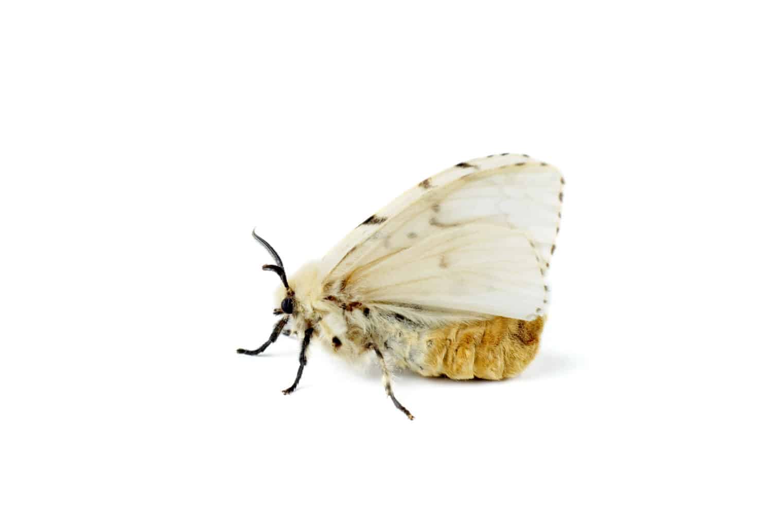 Falena webworm caduta isolata su sfondo bianco