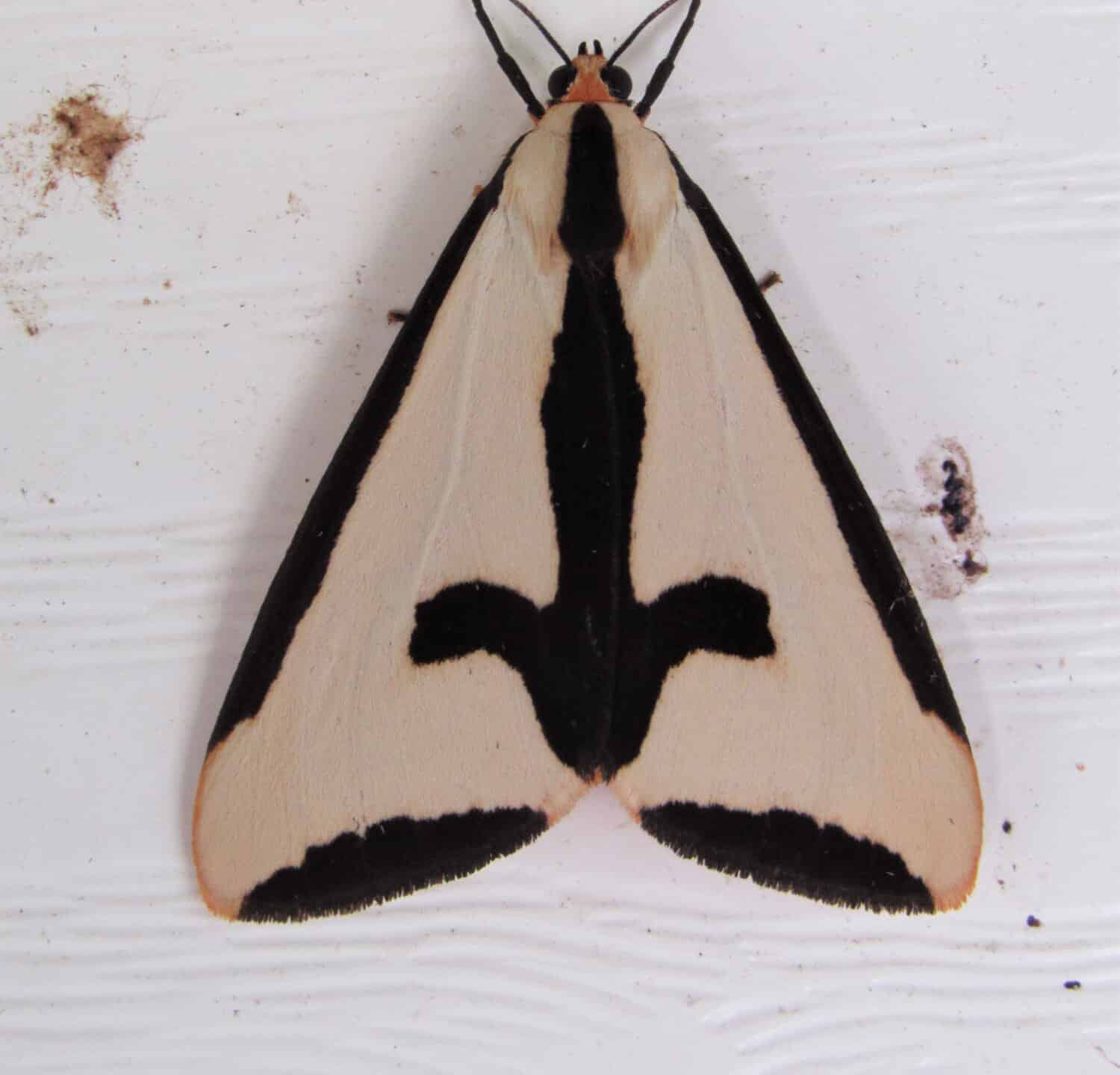 Primo piano di una falena haploa clymene sul lato di una casa 