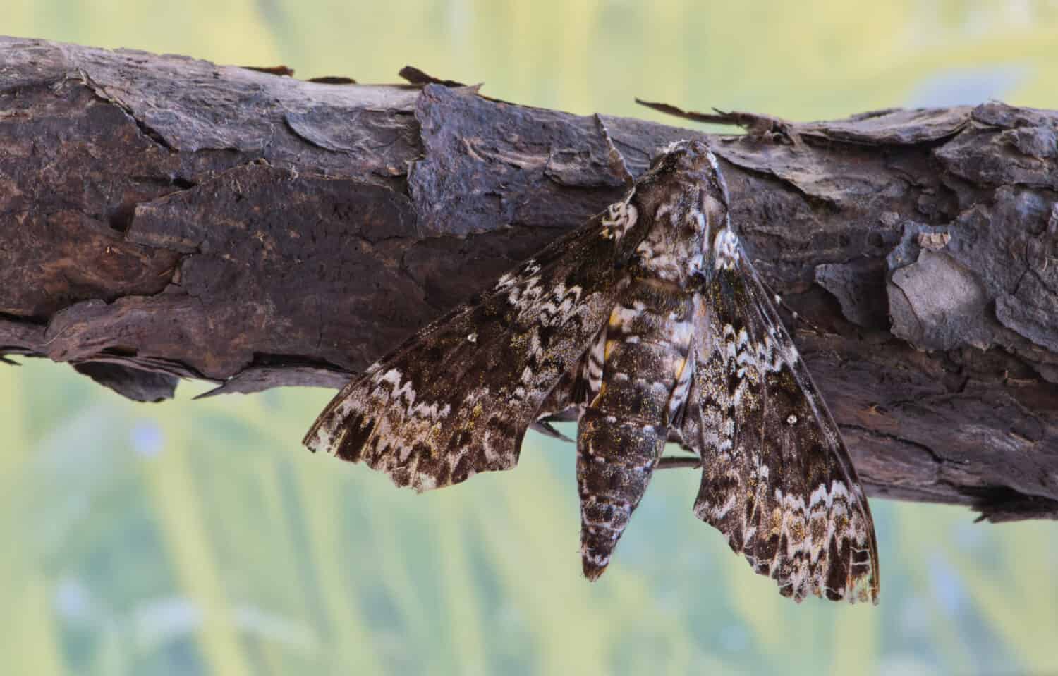 Una falena Sfinge rustica (Manduca rustica) a riposo su un ramo di un albero visto da una vista dall'alto.  Sono originari del sud-est degli Stati Uniti e passano le notti a impollinare i fiori.