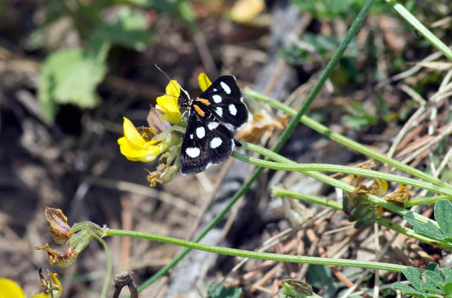 Tignola nera a macchie bianche (Anania funebris)