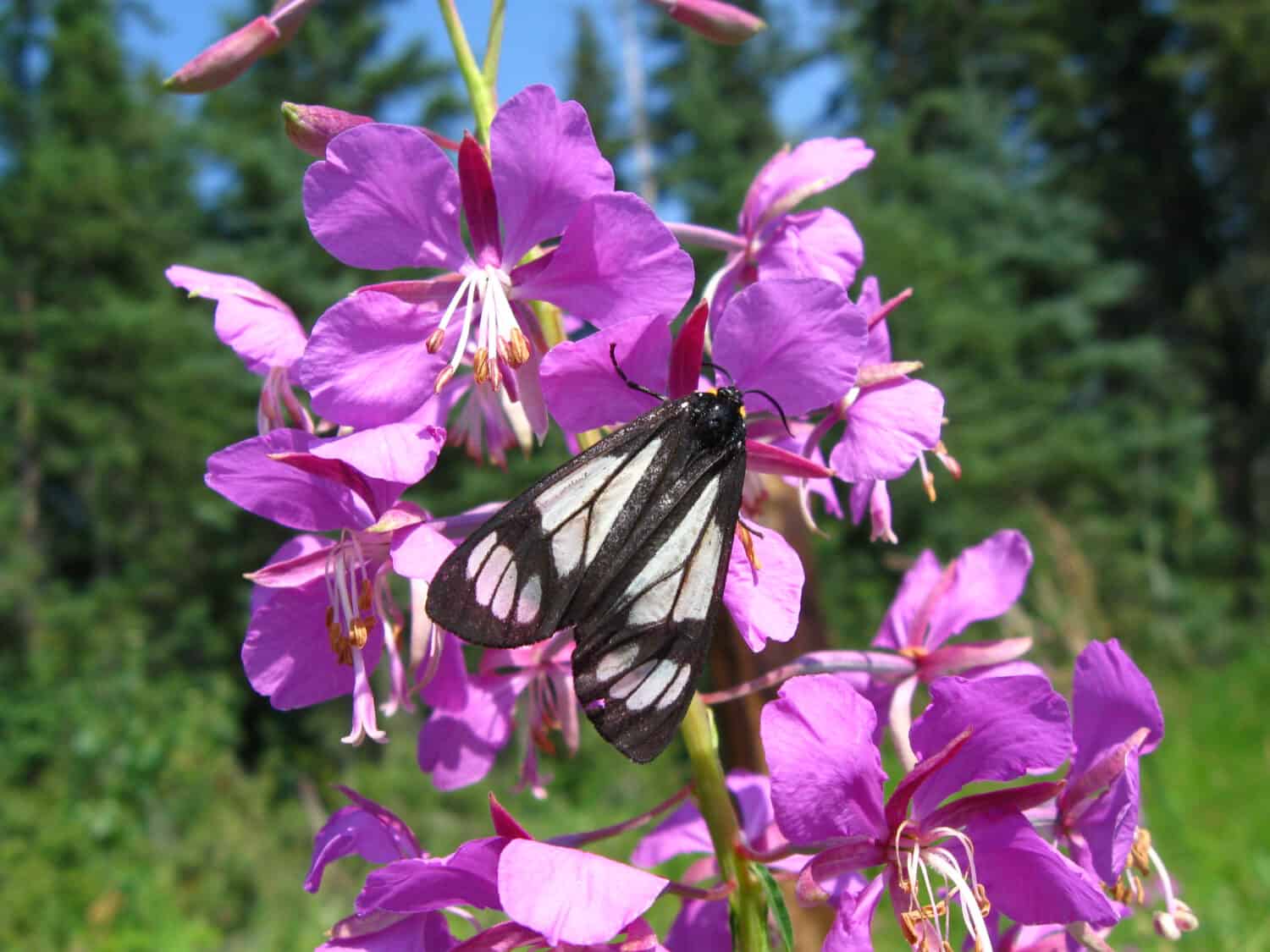 Falena auto della polizia su fioriture fireweed.