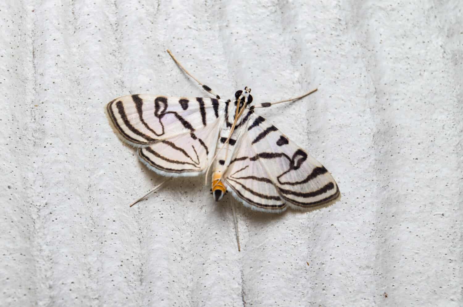 Foto ravvicinata di una Zebra Conchylodes Moth