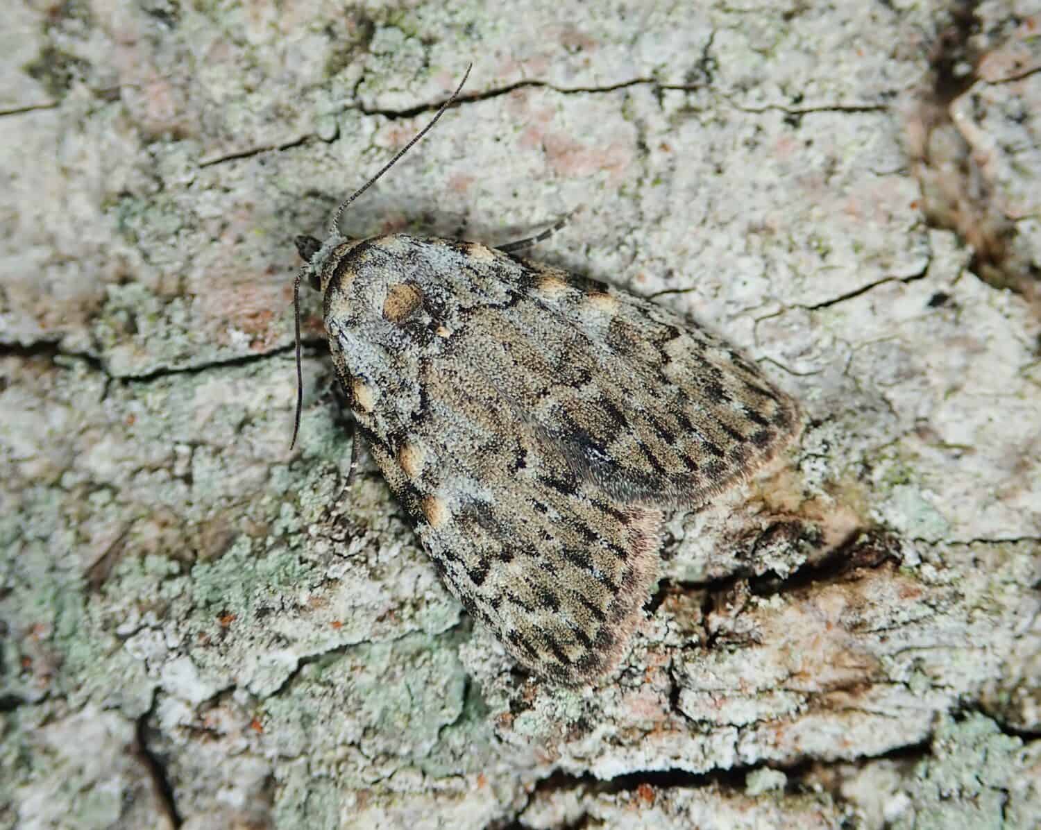 Piccola falena Black Arches Meganola strigula, mimetizzata sulla corteccia di un tronco d'albero