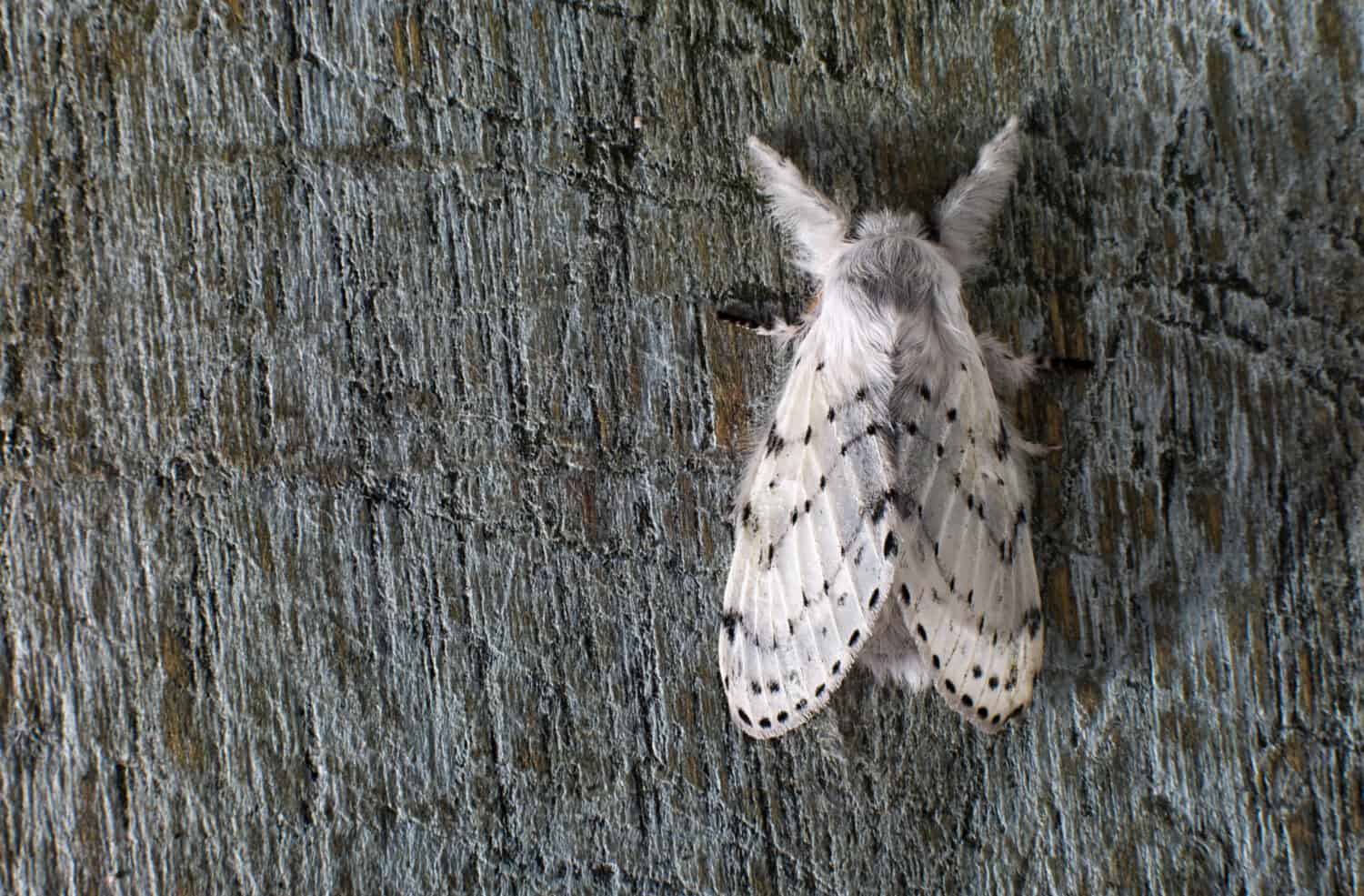 Artace cribraria falena bianca punteggiata