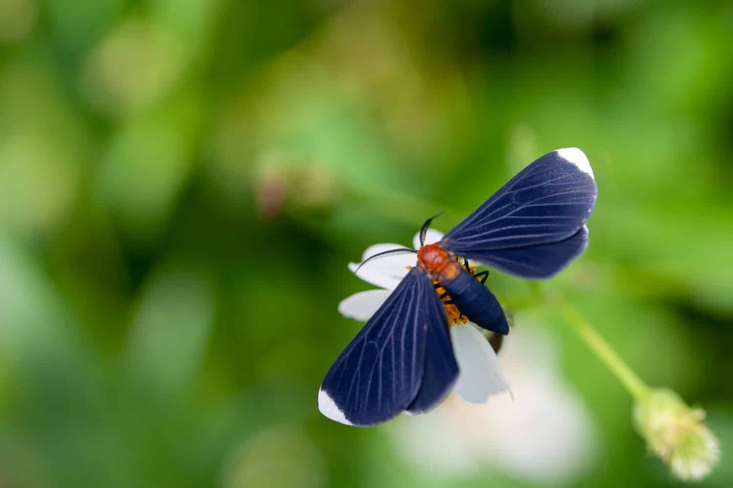 Vista macro di falena nera con punta bianca su sfondo verde