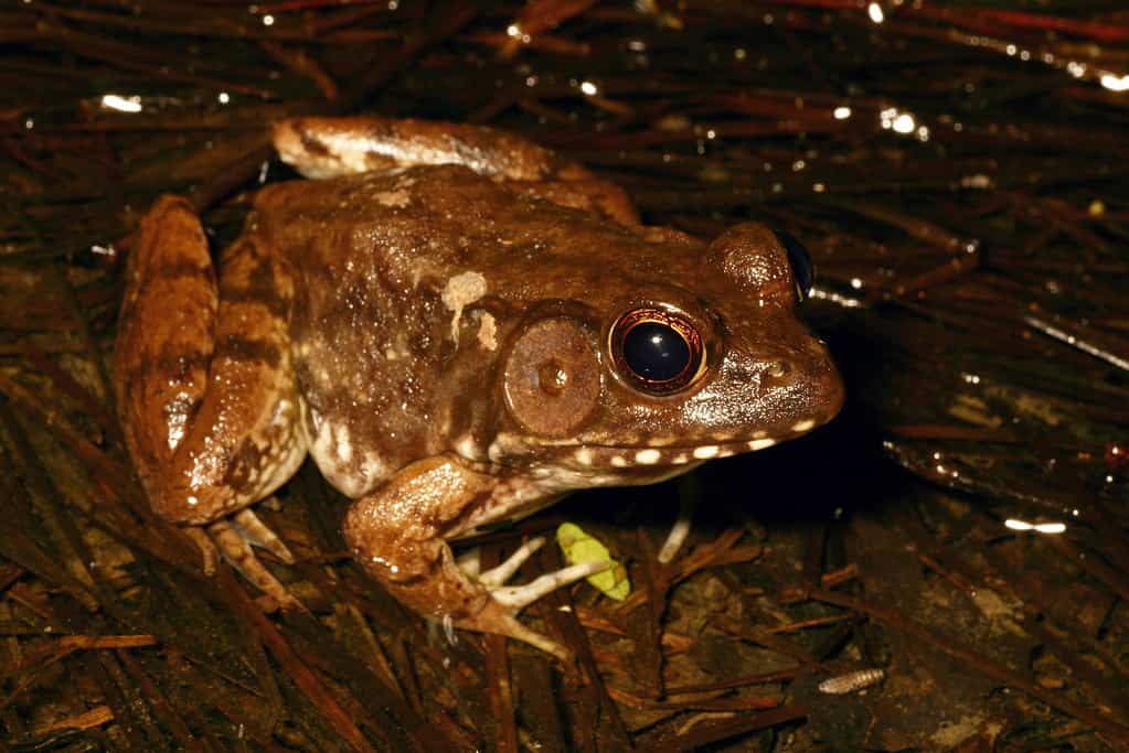 Un maschio di rana di bronzo (Lithobates clamitans clamitans) visto di notte.