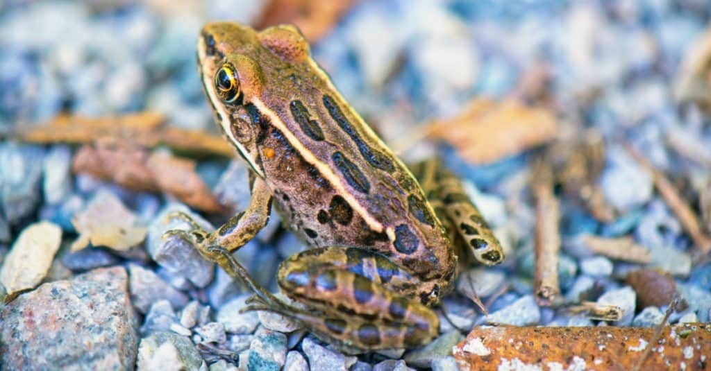Particolare della rana verde settentrionale (Lithobates clamitans) nel parco provinciale di Rondeau, nell'Ontario sudoccidentale.
