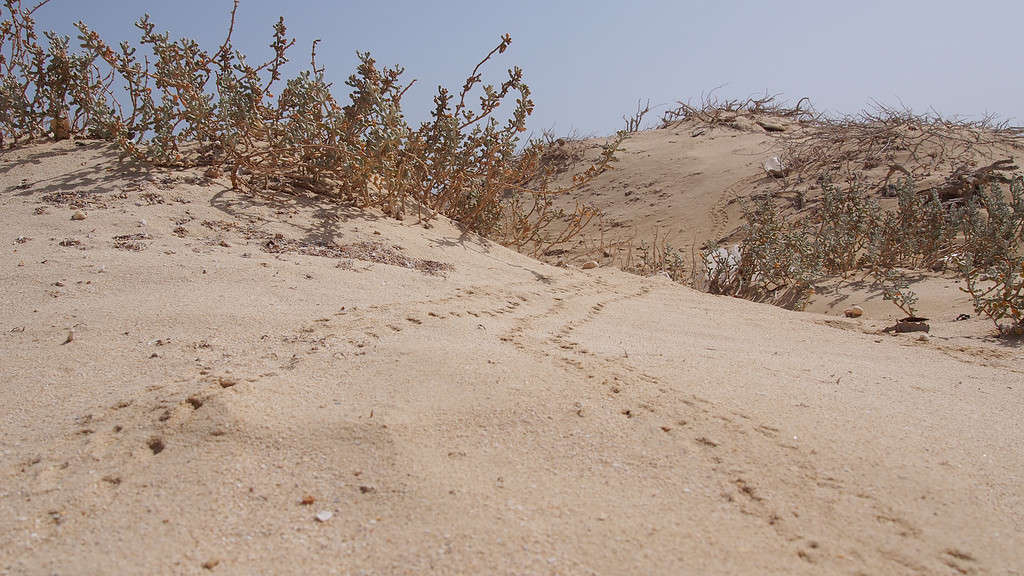 tracce di topo nella sabbia