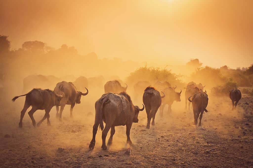 Il bufalo d'acqua africano solleva la polvere al sole del primo mattino.